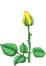 une rose
